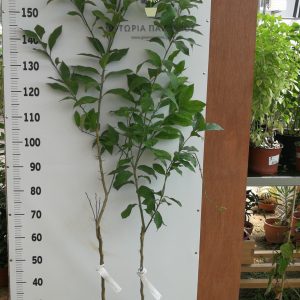 Λάιμ (Μοσχολέμονο) (Citrus aurantifolia) - 3 lt